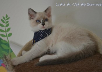 femelle blue bicolour - Chatterie Ragdolls du Val de Beauvoir